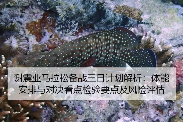 谢震业马拉松备战三日计划解析：体能安排与对决看点检验要点及风险评估